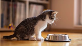 Kitten peering at food in its bowl