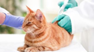 A ginger cat receiving an insulin injection