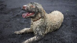 A dirty dog, happily sitting in a puddle of mud