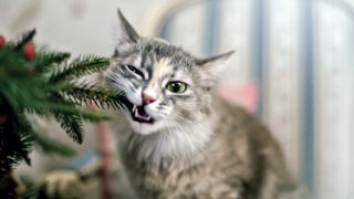 How to stop a cat from eating plants