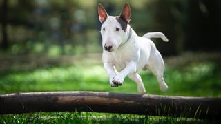 A bull terrier dog jumps over a wooden obstacle lying on the grass