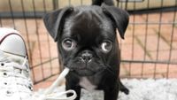 Pug puppy chewing on a shoelace