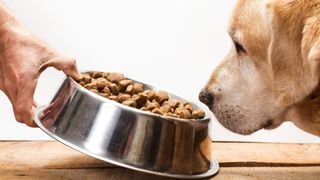 Labrador Retriever sniffing bowl of the best dry dog food