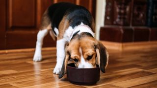 A beagle with a bowl of food