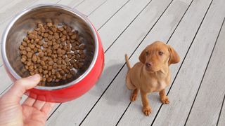Puppy looking up at bowl of kibble