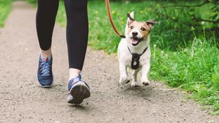 Dog walking next to owner on a leash