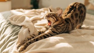 Kitten stretching out and yawning