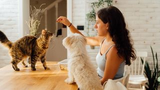 Can dogs eat cat treats?
