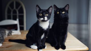 Two black cats standing side by side on wooden table