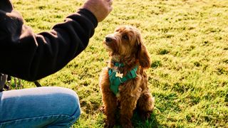 person training their dog