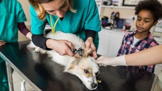 Is my dog sick? A female vet giving a small brown dog a health check