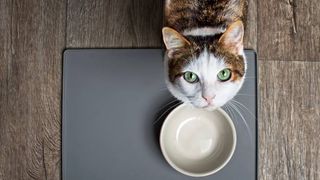 cat looking up from empty dish