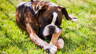 Dog chewing bone