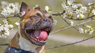 benadryl for dogs - dog sneezing with flowers