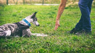 Whippet dog learns the command to lie down