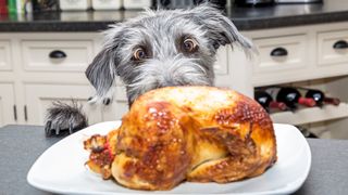 Funny photo of grey dog with paws on counter top looking at roast turkey