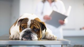 Sick Bulldog on table at vet