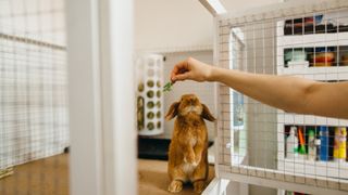 Hand reaches into one of the best indoor rabbit hutches to feed a rabbit