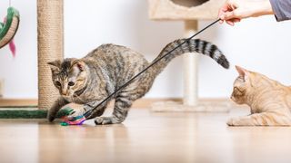 Two cats playing with a feather toy