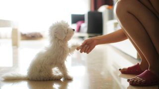 dog learns to shake