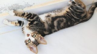 Why does my cat scratch the wall? 5 tips to stop scratching