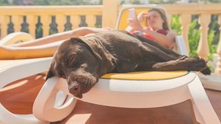How to cool down a dog: Chocolate colored Labrador lying on sun lounger with woman in the background