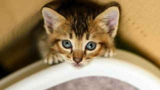 Kitten constipation: symptoms and how to help a constipated kitten