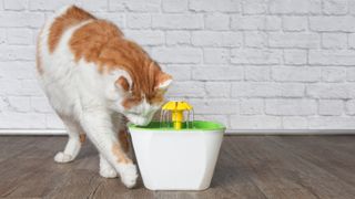 Cat drinking from one of the best pet water fountains