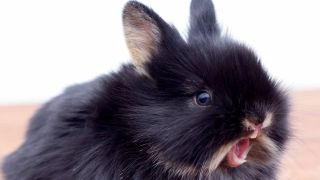 Do rabbits bite - a rabbit biting
