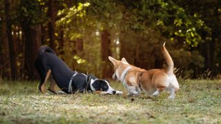 Two dogs in the park