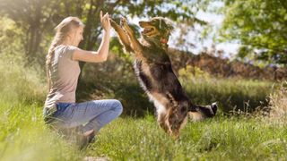 Woman training dog outside in a meadow