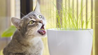 Gray tabby cat eating, sniffing and munching fresh green grass and green oats with funny emotions