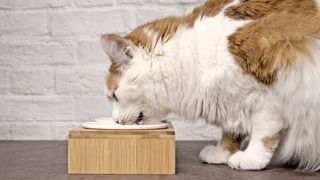 Cat eating from elevated food bowl