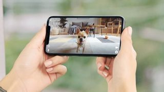 Person watching dog on their phone via one of the best pet cameras