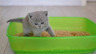 Kitten in a litter tray