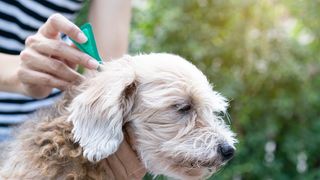 Flea medicine vs collars. A dog is being treated with a dose of topical flea treatment