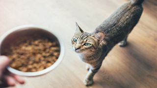 cat and food