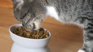 Cat eating out of one of the best anti-vomit bowls for cats