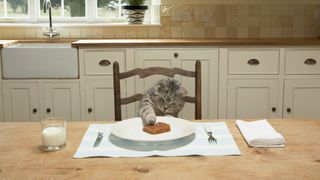 cat sat on chair at dining room table with paw touching plate of cat food