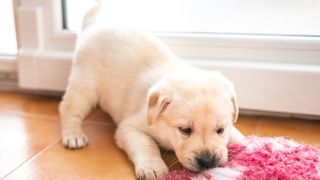 Why your dog is chewing the carpet and how to stop it