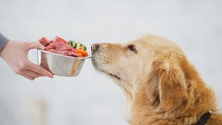 Dog being presented with a bowl of the best raw dog food