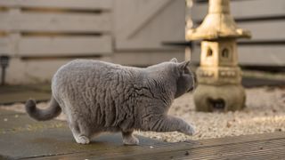 Elegant British Short hair cat walking near stone pagoda on zen garden