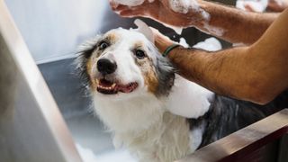 Dog being given a bath