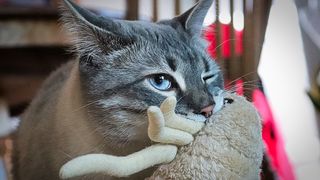 A grey cat holding a toy in his mouth