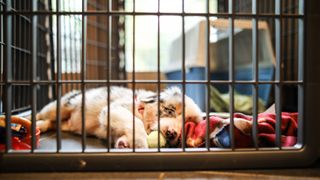 Crate games for dogs: Australian Shepherd puppy lying in his crate