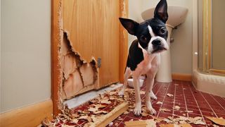 A black and white French Bulldog has just chewed the corner off a door
