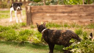 Cat and dog staring at each other