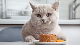 Grey cat sat at the table with plate of food