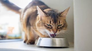 managing food aggression in cats