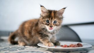 A kitten enjoying a plate of raw cat food